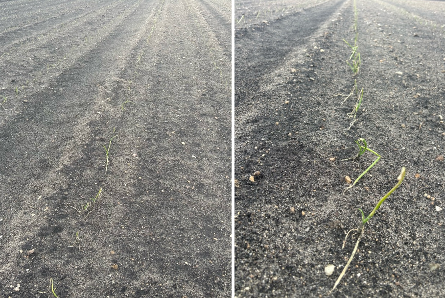 Wind injury on onion transplants. Onions are emerging from the soil but are leaning over due to wind.